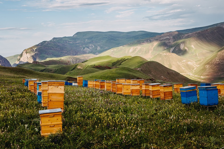 Slow Food Azerbaijan