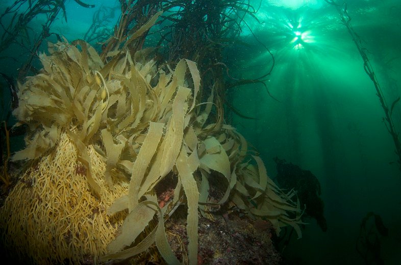 Giant Kelp underwater forests. Photo credit Kelp Blue 2
