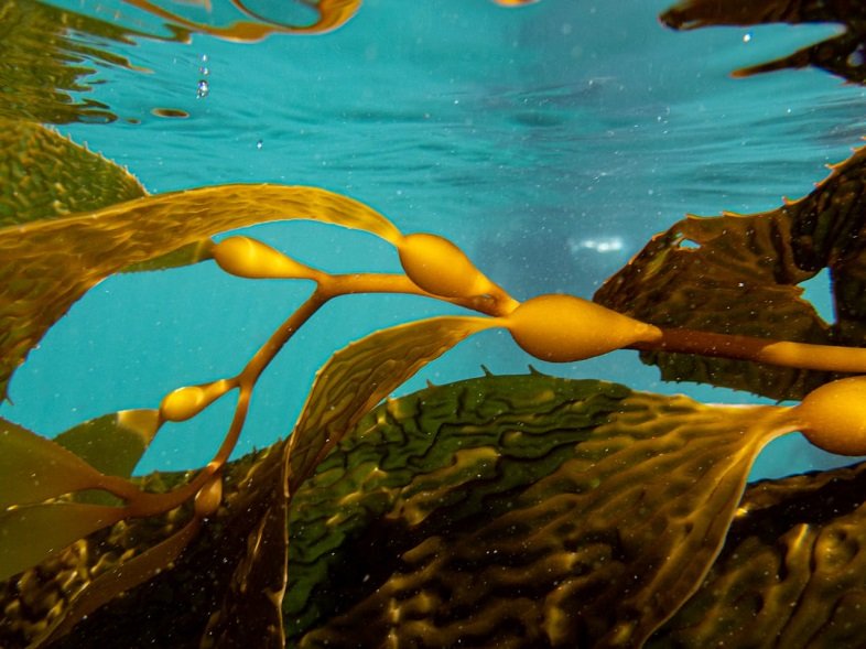 Giant Kelp underwater forests. Photo credit Kelp Blue 3