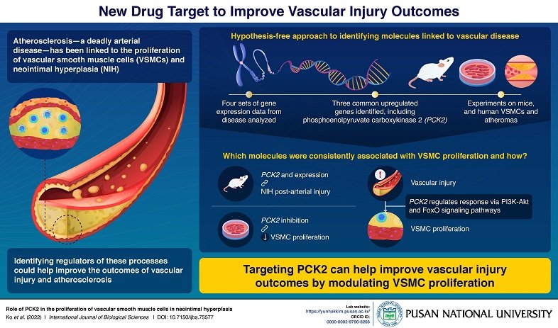 Atherosclerosis, Vascular Injury, And The Hunt For Drug Targets: Pusan ...